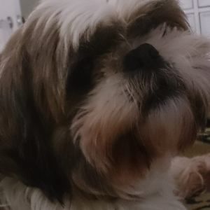 Meet your Posher, Joanne